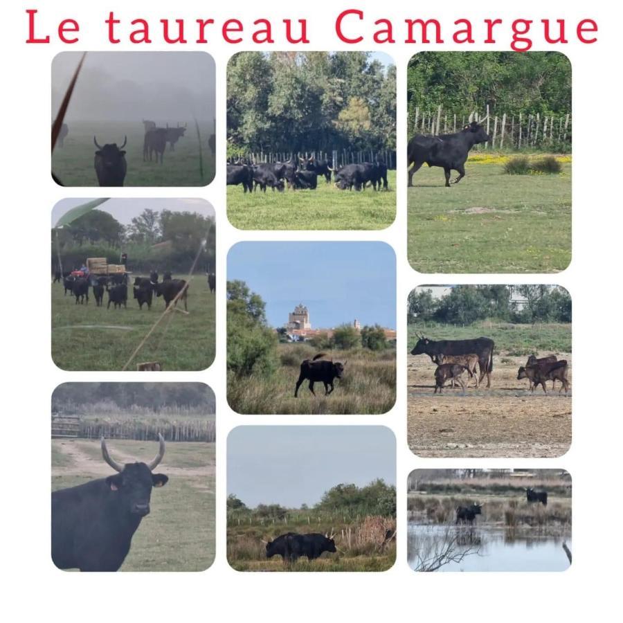L Abri-cotier Appartement